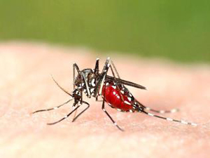 Dengue 